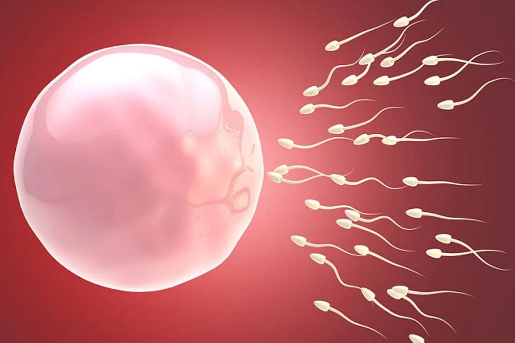 泰國試管嬰兒各階段最全飲食注意事項(xiàng)！