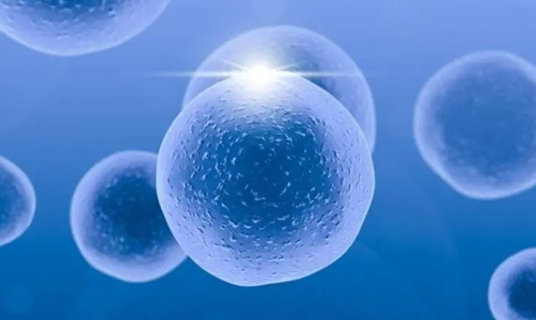 試管基礎(chǔ)卵泡多少個算正常？基礎(chǔ)卵泡正常數(shù)目