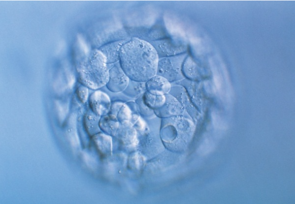 試管嬰兒移植失敗后多久能再移植？試管嬰兒再次移植所需時(shí)間