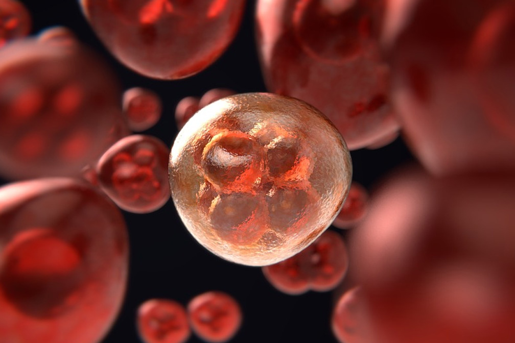 胚胎細(xì)胞 胚胎細(xì)胞