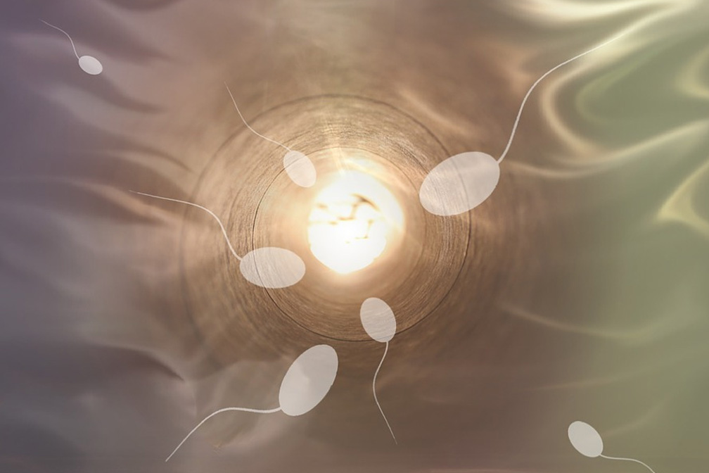 卵子受精 卵子受精