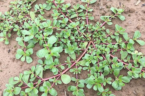 馬齒莧哪些人不能吃？馬齒莧的禁忌和功效