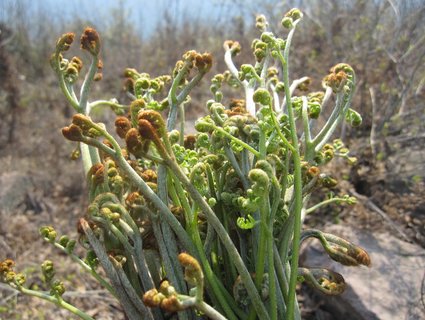 蕨菜哪些人不能吃？蕨菜不能和什么食物一起吃？