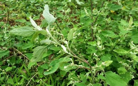 灰灰菜哪些人不適合吃？灰灰菜的正確吃法及禁忌