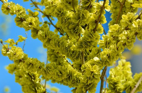 榆錢哪些人不能吃？榆錢的功效與作用禁忌