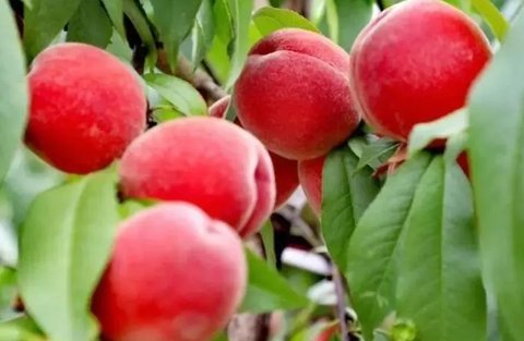 桃子是酸性還是堿性食物？桃子是什么性質(zhì)的食物？