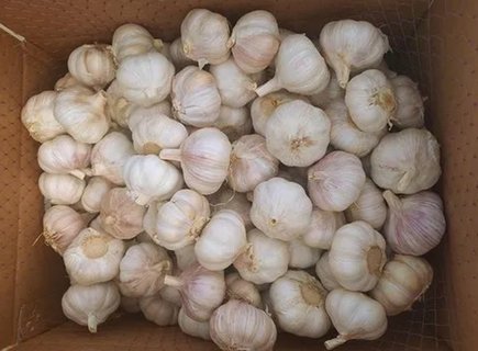 生大蒜 生大蒜