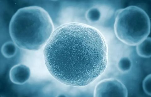 NK細(xì)胞高對(duì)懷孕有什么影響？NK細(xì)胞高對(duì)懷孕的影響