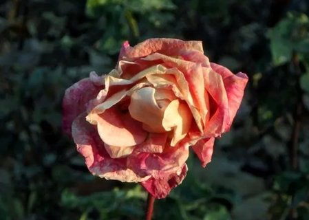 卵巢囊腫有什么癥狀和感覺？卵巢囊腫的一般癥狀