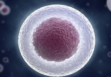 優(yōu)勢(shì)卵泡有什么好處？探索優(yōu)勢(shì)卵泡的好處