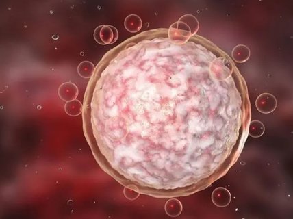 優(yōu)勢(shì)卵泡變小了是排了還是萎縮了？揭開排卵的奧秘