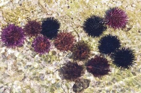 女人吃海膽有什么好處？營養(yǎng)與健康的雙重收獲