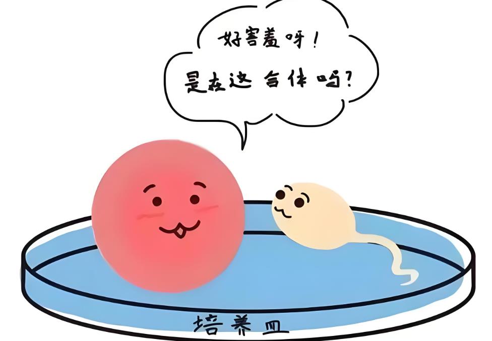 體外受精與胚胎培養(yǎng) 體外受精與胚胎培養(yǎng)