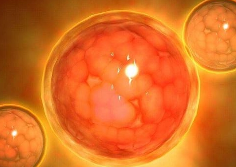 一代和二代試管養(yǎng)囊成功率？養(yǎng)囊成功率的深度解析