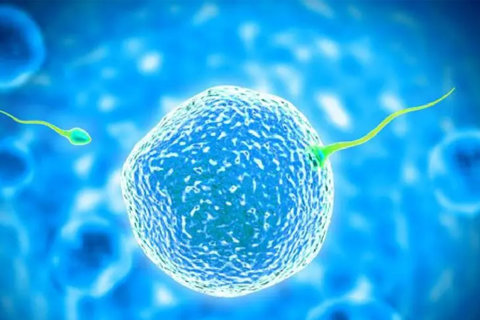 試管嬰兒中的“養(yǎng)囊”是什么？囊胚移植的優(yōu)勢(shì)與風(fēng)險(xiǎn)分析